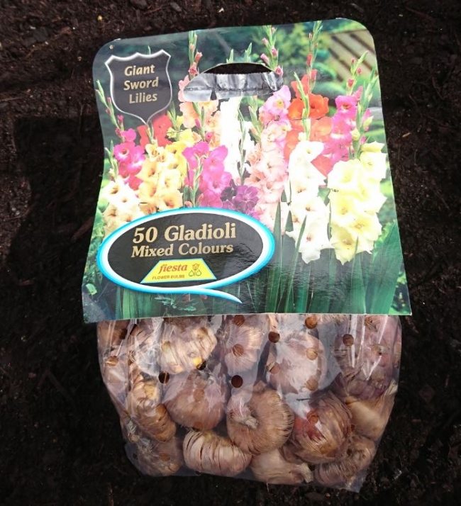 Gladioli bulbs gardening